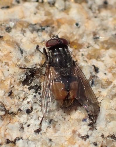 Réf. 226 120 : Musca autumnalis